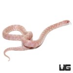 Baby Snow Brooks Kingsnakes For Sale - Underground Reptiles