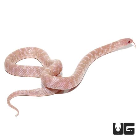 Baby Snow Brooks Kingsnakes For Sale - Underground Reptiles