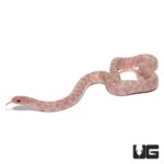 Baby Snow Brooks Kingsnakes For Sale - Underground Reptiles