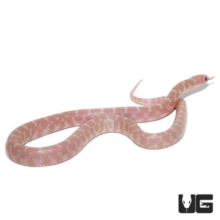Baby Snow Brooks Kingsnakes For Sale - Underground Reptiles