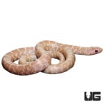 Baby Snow Florida Kingsnakes For Sale - Underground Reptiles