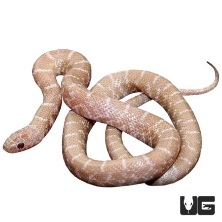 Baby Snow Florida Kingsnakes For Sale - Underground Reptiles