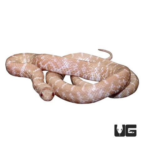 Baby Snow Florida Kingsnakes For Sale - Underground Reptiles