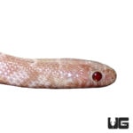 Baby Snow Florida Kingsnakes For Sale - Underground Reptiles