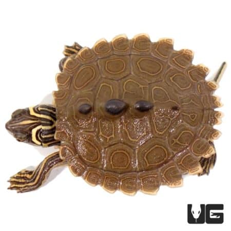 Baby Southern Black Knob Map Turtles For Sale - Underground Reptiles