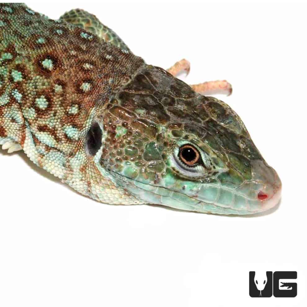 Baby Spanish Jeweled Lacerta Underground Reptiles