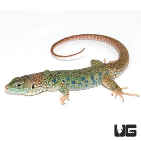 Baby Spanish Jeweled Lacertas (Timon lepidus) For Sale - Underground Reptiles