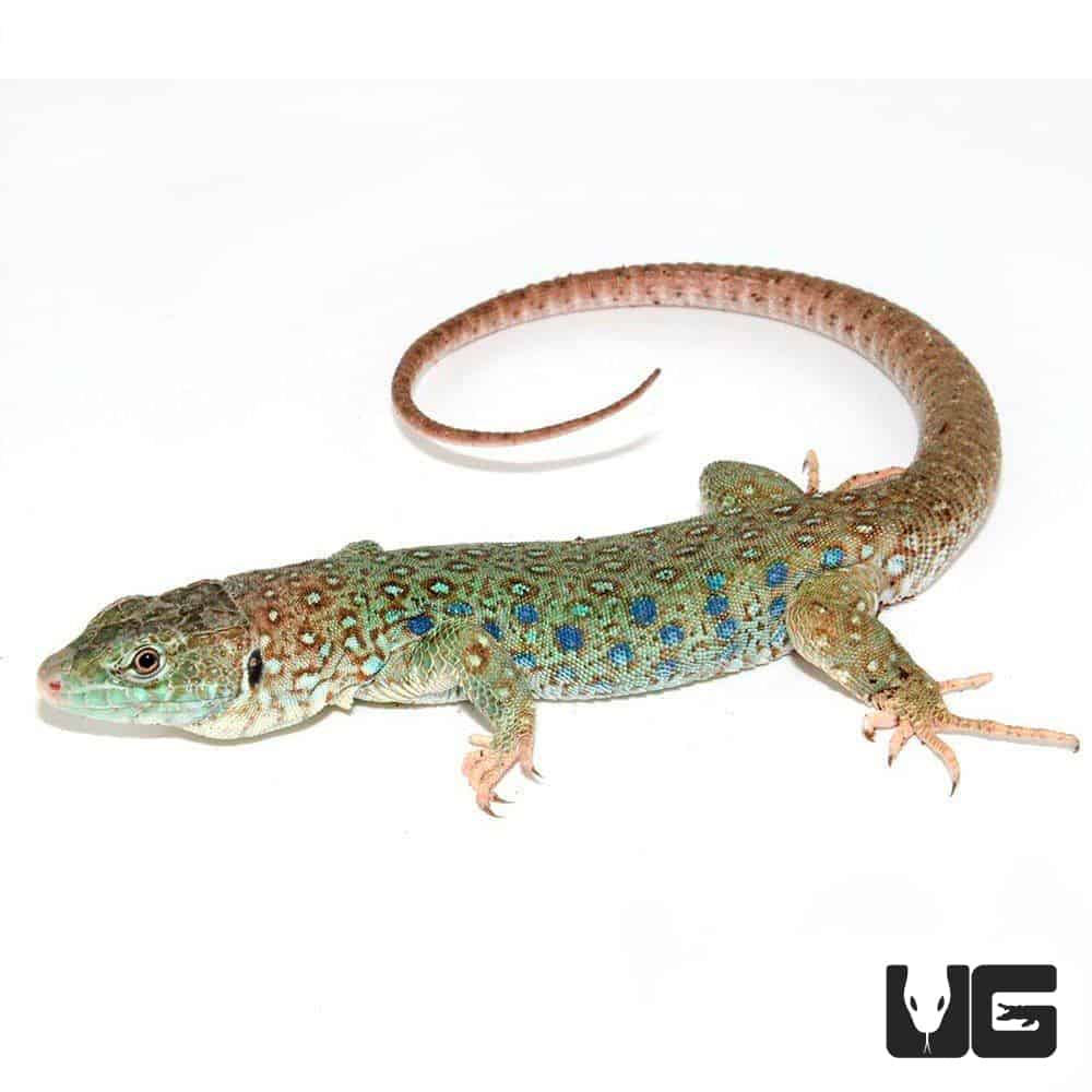 Baby Spanish Jeweled Lacertas Timon Lepidus For Sale Underground