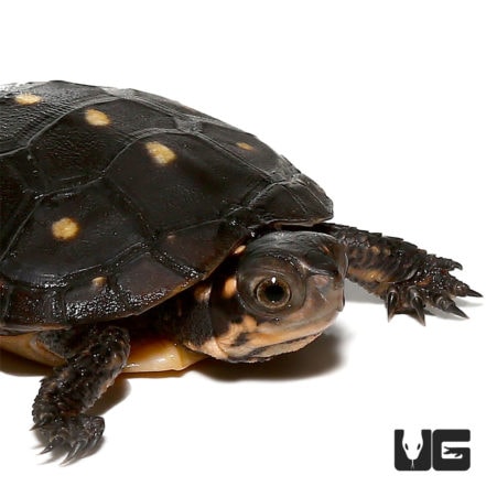 Baby Spotted Turtle - Underground Reptiles