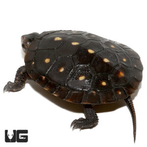 Baby Spotted Turtle - Underground Reptiles