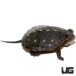 Baby Spotted Turtles For Sale - Underground Reptiles