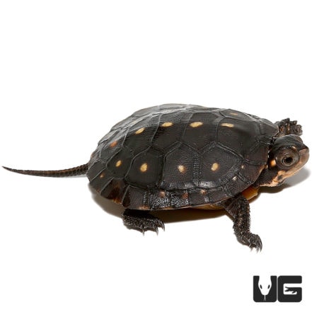 Baby Spotted Turtle - Underground Reptiles