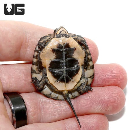 Baby Spotted Turtle - Underground Reptiles