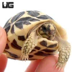 Baby Sri Lankan Star Tortoises (Geochelone elegans) For Sale - Underground Reptiles
