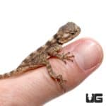 Baby Starred Agamas For Sale - Underground Reptiles