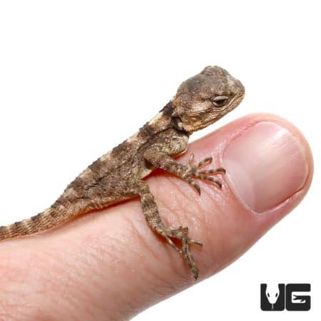 Baby Starred Agamas For Sale - Underground Reptiles