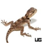 Baby Starred Agamas For Sale - Underground Reptiles