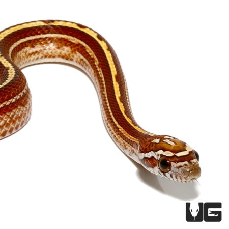 Baby Striped Cornsnakes For Sale - Underground Reptiles