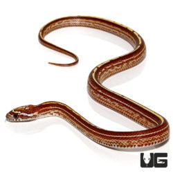 Baby Striped Cornsnakes For Sale - Underground Reptiles