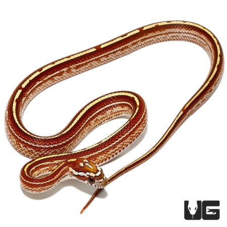 Baby Striped Cornsnakes For Sale - Underground Reptiles