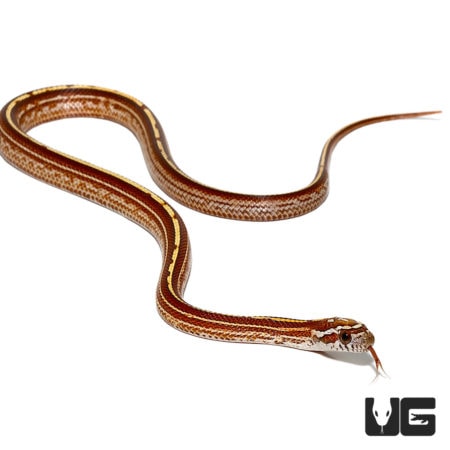 Baby Striped Cornsnakes For Sale - Underground Reptiles