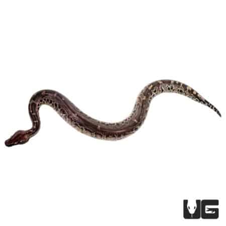 Baby Sumatran Short Tail Pythons For Sale - Underground Reptiles