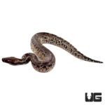 Baby Sumatran Short Tail Pythons For Sale - Underground Reptiles