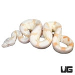 Baby Sunglow Colombian Redtail Boas For Sale - Underground Reptiles