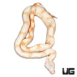 Baby Sunglow Colombian Redtail Boas For Sale - Underground Reptiles