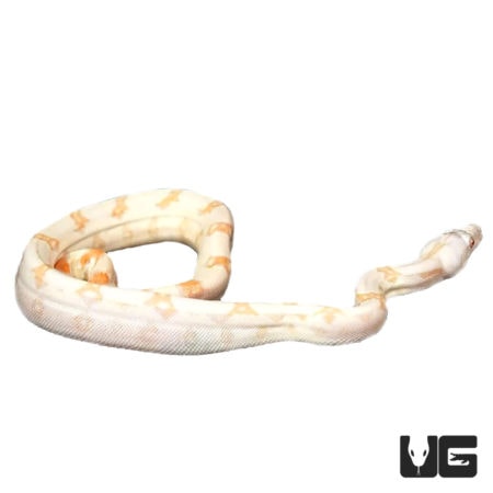 Baby Sunglow Colombian Redtail Boas For Sale - Underground Reptiles