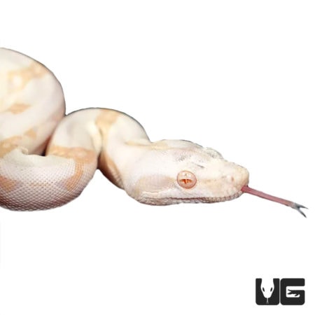 Baby Sunglow Colombian Redtail Boas For Sale - Underground Reptiles