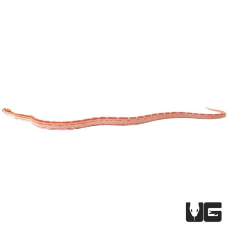 Baby Sunglow Motley Cornsnakes For Sale - Underground Reptiles