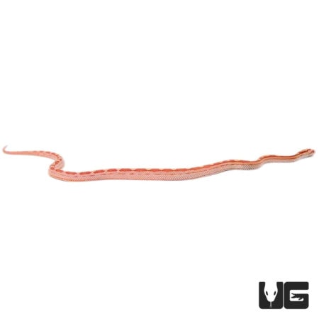 Baby Sunglow Motley Cornsnakes For Sale - Underground Reptiles