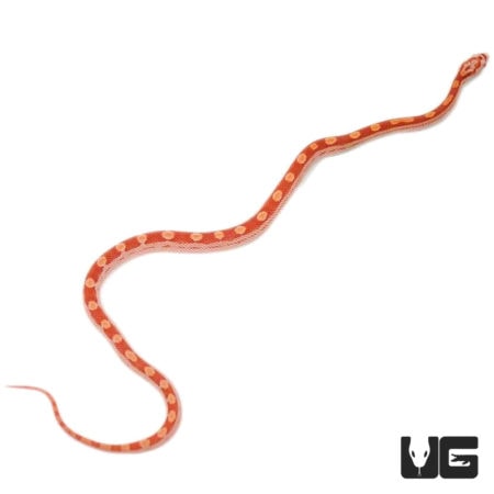 Baby Sunglow Motley Cornsnakes For Sale - Underground Reptiles
