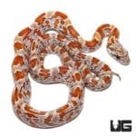 Baby Baby Sunkissed Cornsnakes Double Het Caramel And Hypo For Sale - Underground Reptiles
