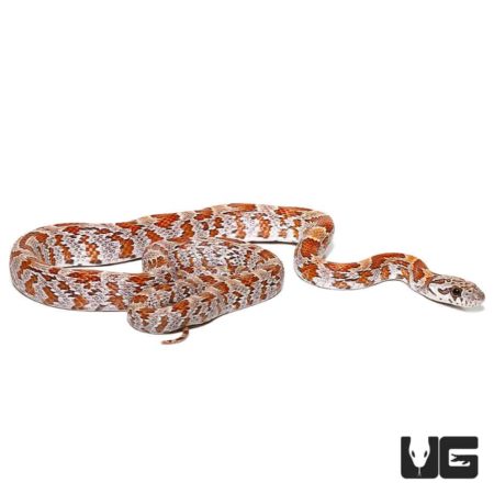 Baby Baby Sunkissed Cornsnakes Double Het Caramel And Hypo For Sale - Underground Reptiles