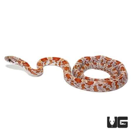 Baby Baby Sunkissed Cornsnakes Double Het Caramel And Hypo For Sale - Underground Reptiles