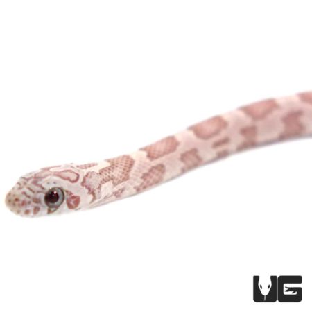 Baby Sunkissed Ghost Cornsnakes For Sale - Underground Reptiles
