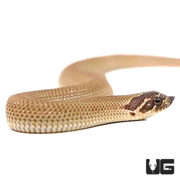 Baby Super Anaconda Western Hognose Snakes For Sale Underground Reptiles