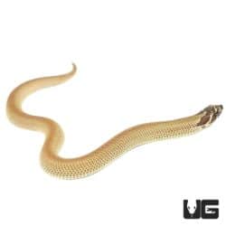 Baby Superconda Western Hognose Snake For Sale - Underground Reptiles