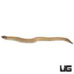 Baby Superconda Western Hognose Snakes For Sale - Underground Reptiles
