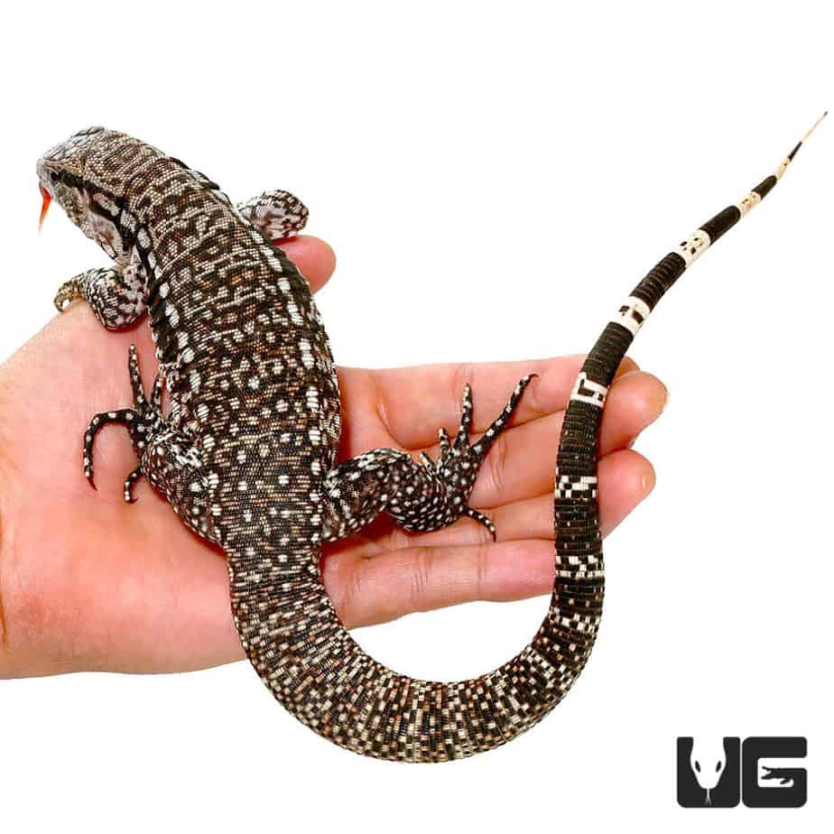 Baby Super Blue Tegu For Sale Underground Reptiles