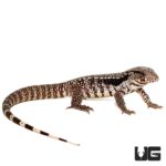 Baby Super Blue Tegus For Sale - Underground Reptiles