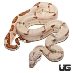 Baby Super Hypo Colombian Redtail Boas For Sale - Underground Reptiles