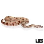 Baby Super Hypo Colombian Redtail Boas For Sale - Underground Reptiles