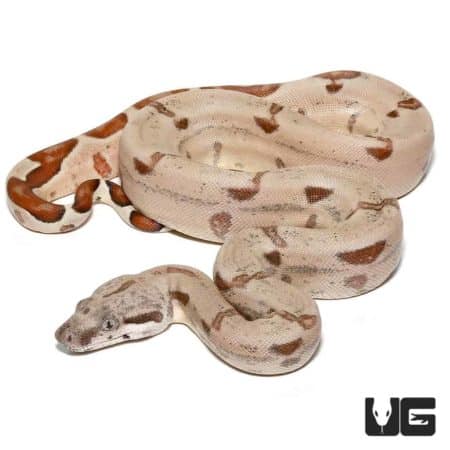 Baby Super Hypo Colombian Redtail Boas For Sale - Underground Reptiles