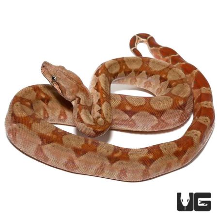Baby T+ Albino Nicaraguan Boas Poss. Het Anery Type 2 For Sale - Underground Reptiles