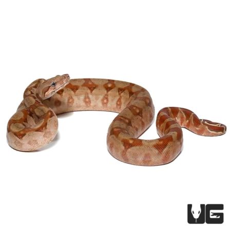 Baby T+ Albino Nicaraguan Boas Poss. Het Anery Type 2 For Sale - Underground Reptiles