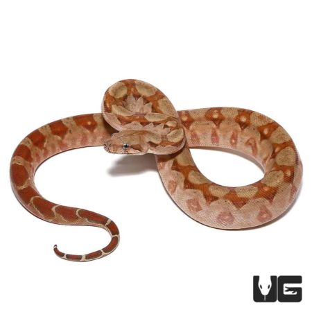 Baby T+ Albino Nicaraguan Boas Poss. Het Anery Type 2 For Sale - Underground Reptiles