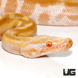 Baby T Negative Albino Blood Pythons For Sale - Underground Reptiles